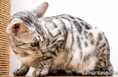 Bengal silber rosetted